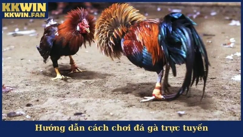 Đá Gà KKwin - Sảnh Cược Gà Đá Số 1 Được Ưa Chuộng Nhất