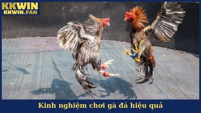 Đá Gà KKwin - Sảnh Cược Gà Đá Số 1 Được Ưa Chuộng Nhất