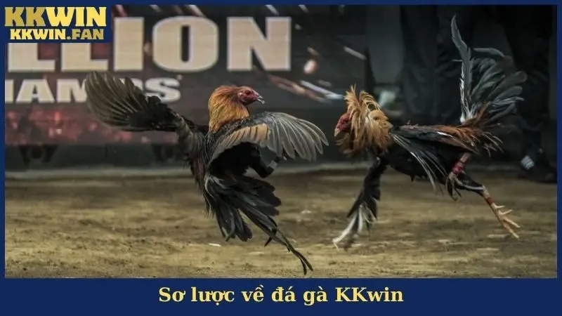 Đá Gà KKwin - Sảnh Cược Gà Đá Số 1 Được Ưa Chuộng Nhất