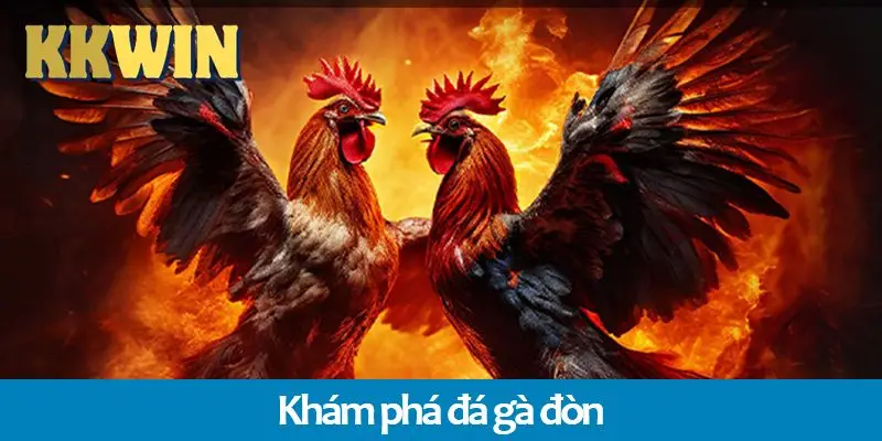 Đá gà đòn là gì? Sự khác biệt với đá gà cựa dao trên KKWIN