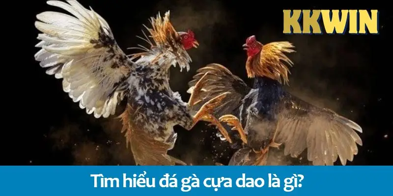 Đá gà đòn là gì? Sự khác biệt với đá gà cựa dao trên KKWIN